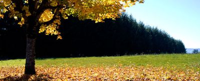 Fall Lawn Fertilizing Tips